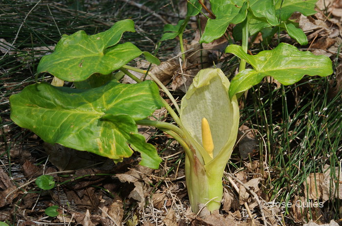 Sierra Espad�n, CS