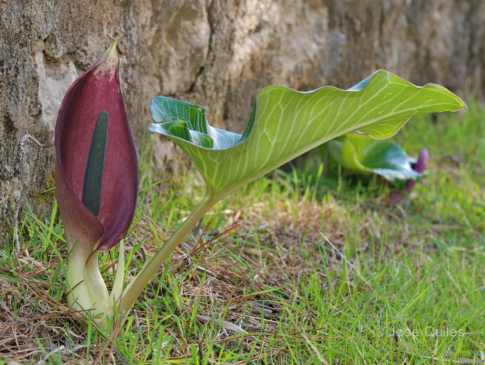 Cap Formentor, PM