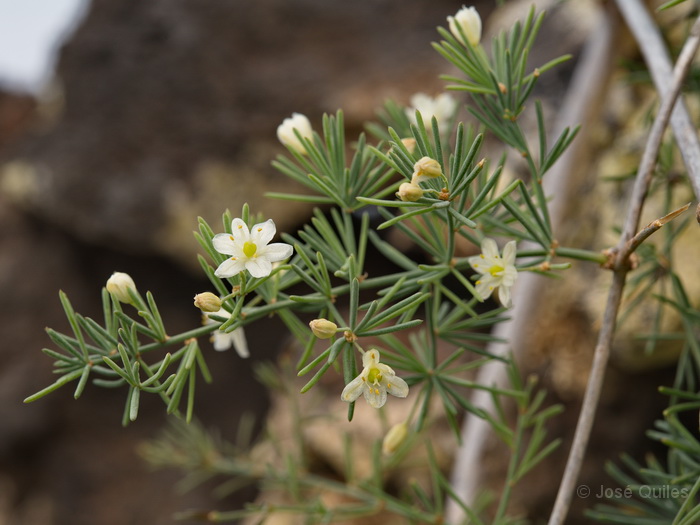 Malpa�s de la Corona, Lanzarote