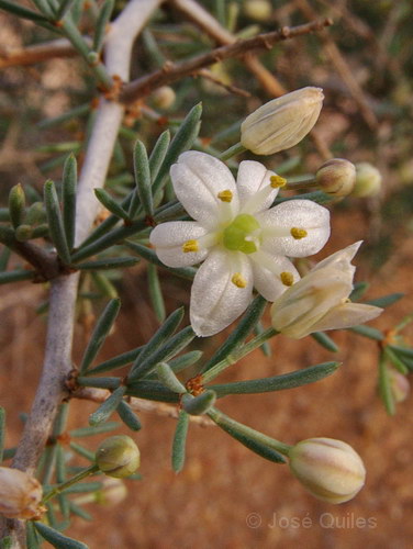 Oued Dr�a, Marruecos