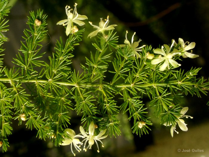 Cultivada