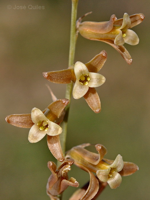 Sierra de Buixcarr�, V