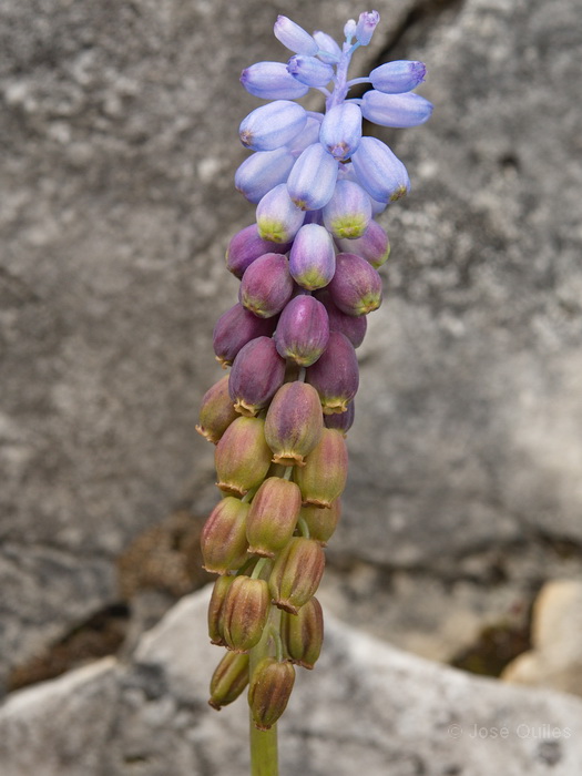 Sierra de Cazorla, J