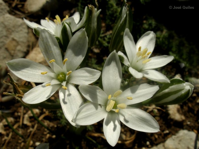Sierra de Buixcarr�, V