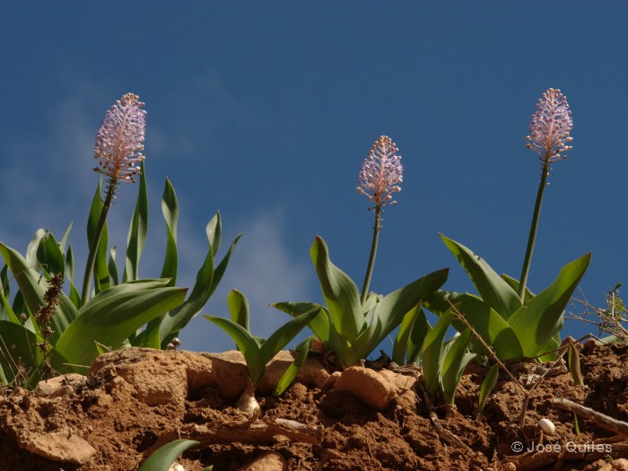 Antiatlas, Marruecos