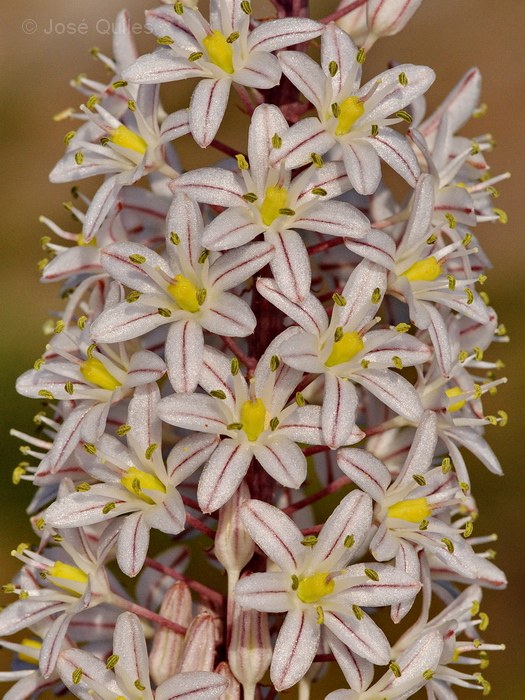 Sierra de Buixcarr�, V