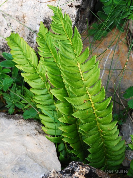 Sierra de Urbi�n, SO