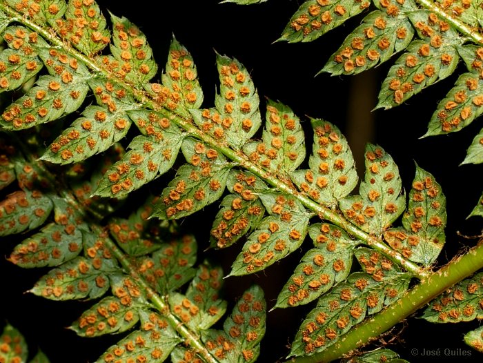 Sierra Espad�n, CS