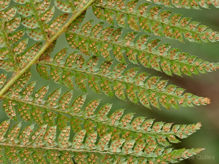 Sierra Espad�n, CS