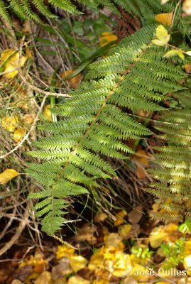 Sierra Espad�n, CS