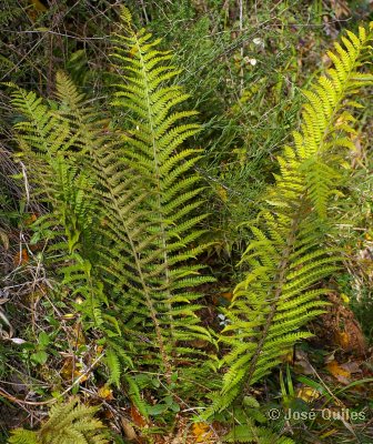 Sierra Espad�n, CS