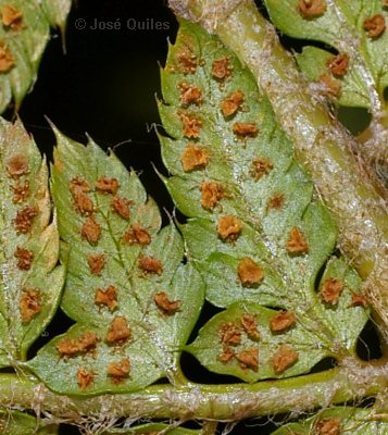 Sierra Espad�n, CS