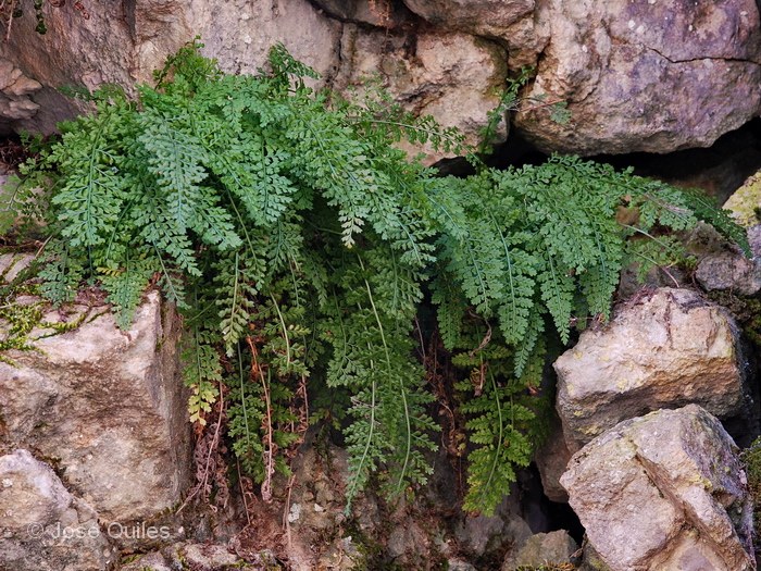 Sierra de G�dar, TE