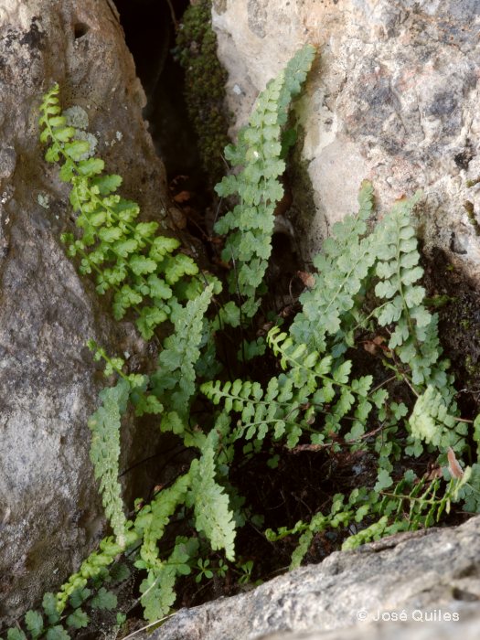 Sierra de Tramuntana, PM