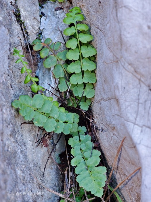 Sierra de Buixcarr�, V