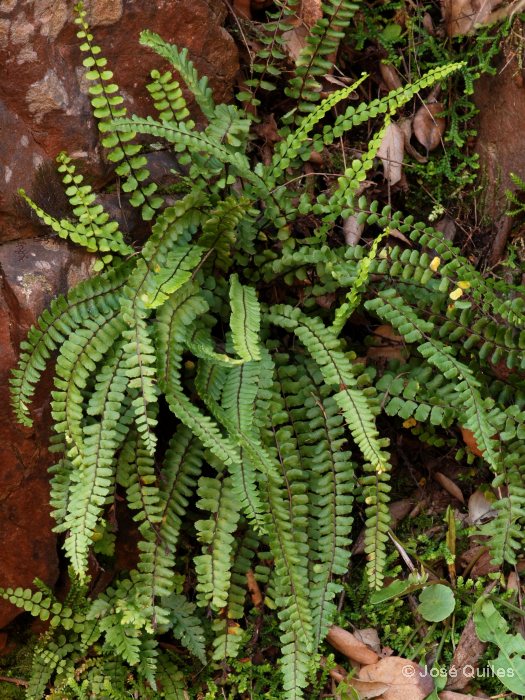 Sierra Espad�n, CS