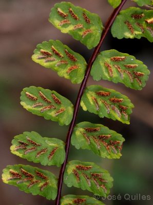 Sierra Espad�n, CS