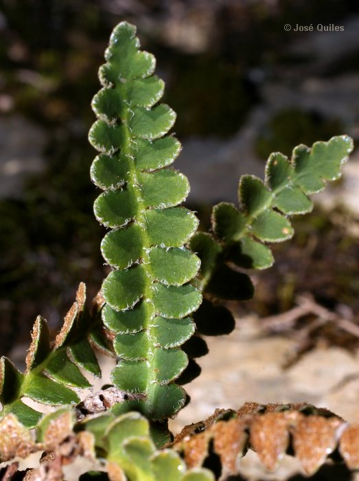 Sierra de Enguera, V