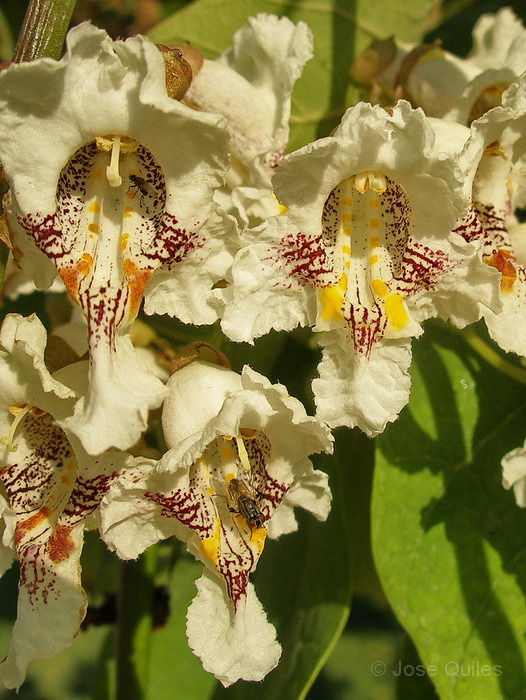 Jardines p�blicos