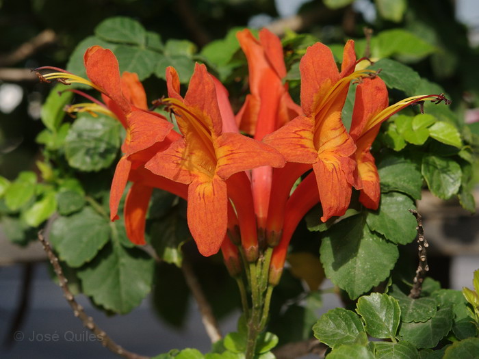 Jardines p�blicos