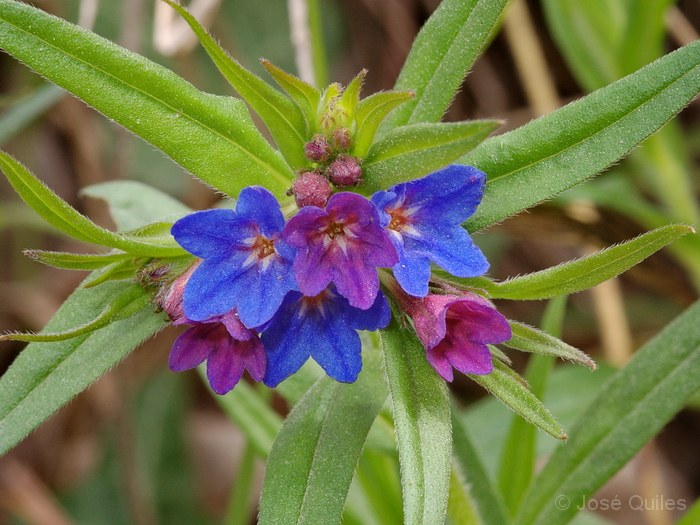 Sierra Espad�n, CS