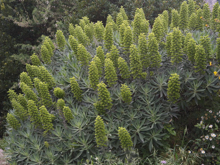 P.N. Garajonay, La Gomera