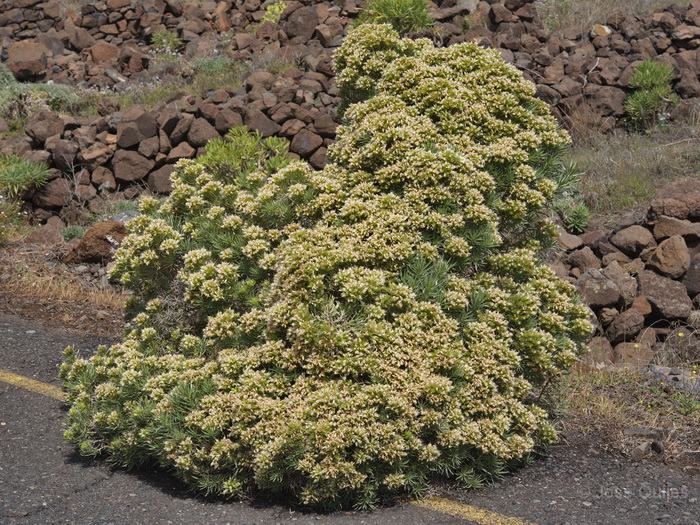 P.N. Garajonay, La Gomera