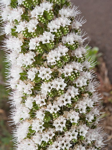 El Hierro, Canarias