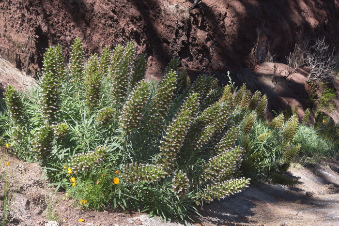 Laderas del Teide, Tenerife