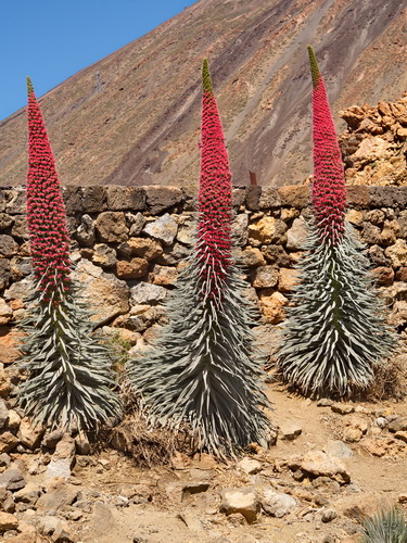 Ca�adas del Teide, Tenerife