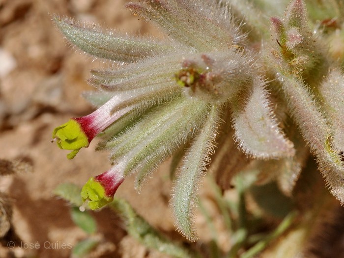 Tafilalt, Marruecos