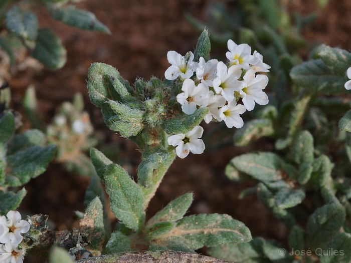 P.N. de Souss-Massa, Marruecos