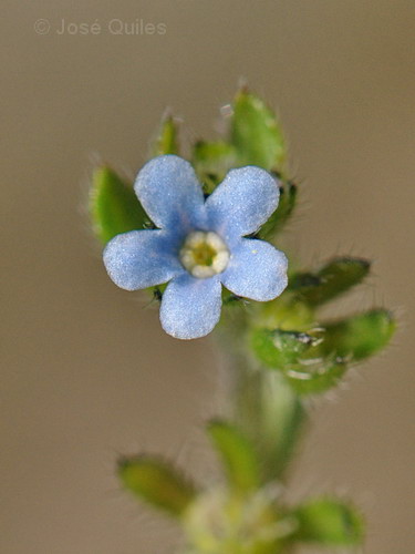 Sierra de El Toro, CS