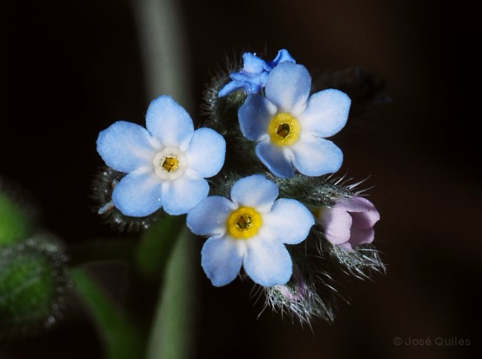 Sierra Espad�n, CS