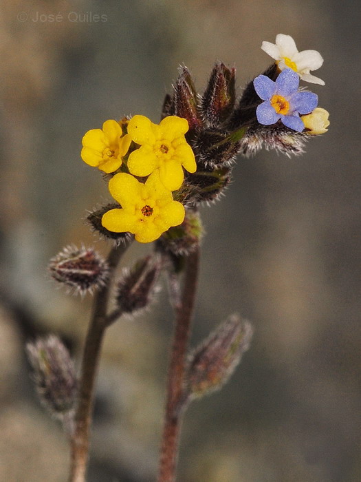 Sierra de Urbi�n, SO