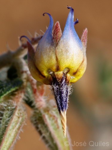 Trichodesma calcarata