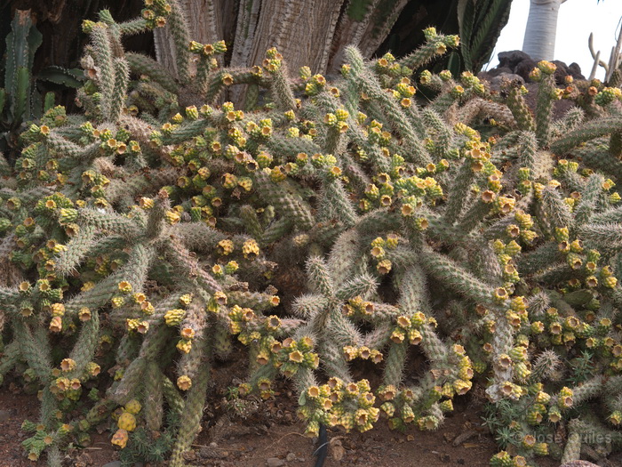 Jard�n Bot�nico de Fuerteventura