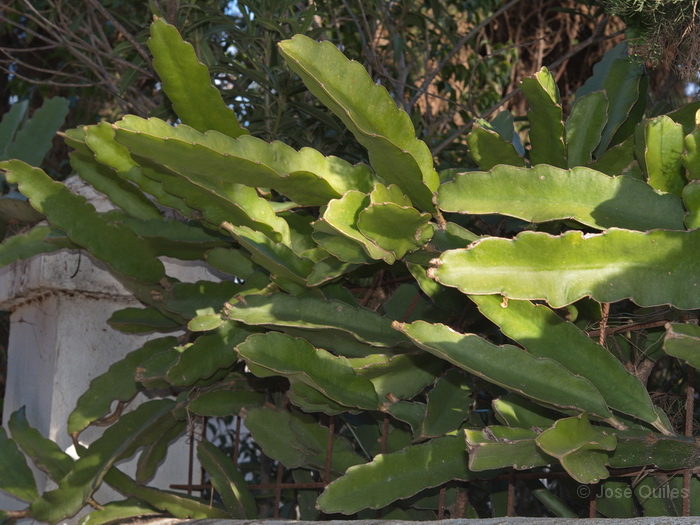 Cultivada