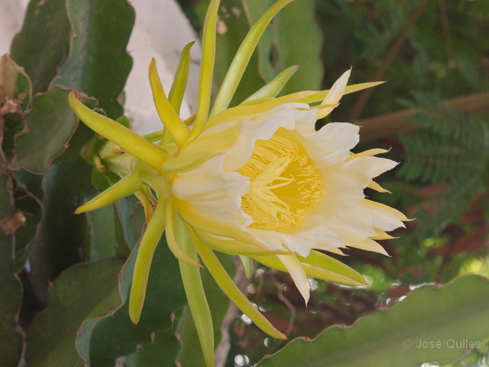 Cultivada
