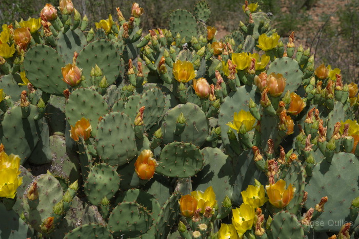 Ocaña, TO