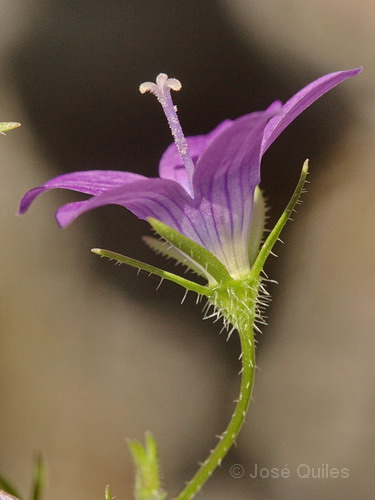 Sierra de Camarolos, MA