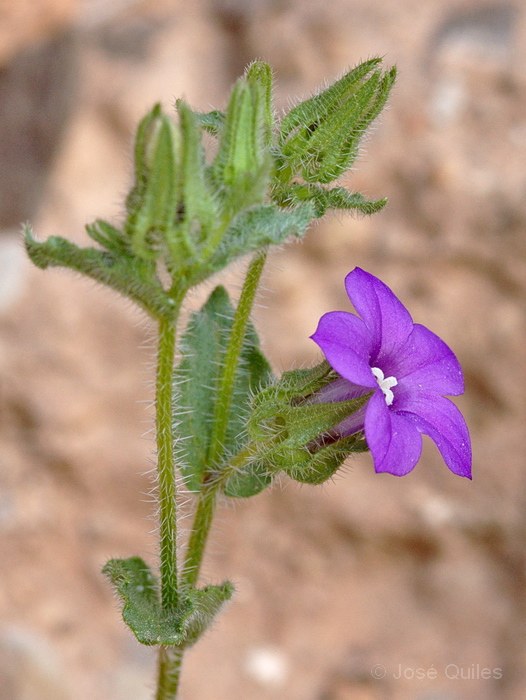 Ida Ou Tanane, Marruecos