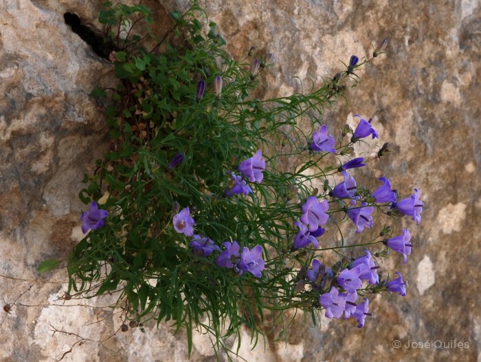 Sierra de Aixort�, A