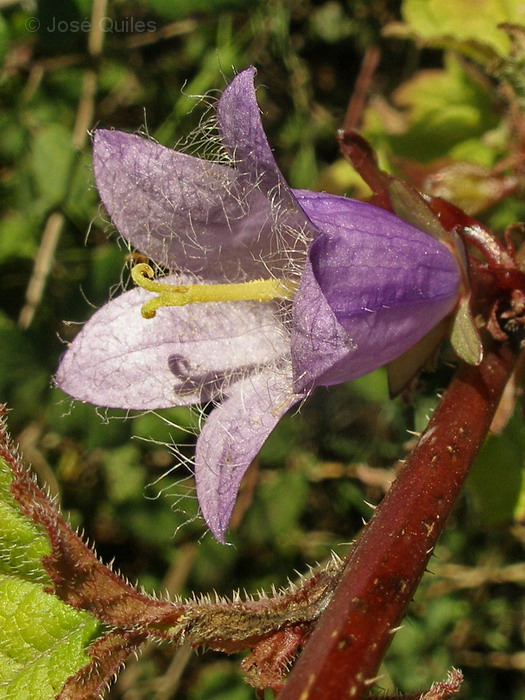 Sierra Espad�n, CS