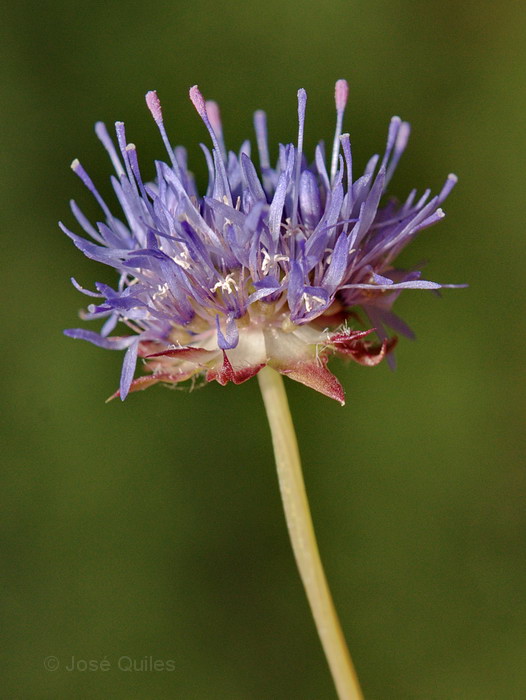 Sierra Espad�n, CS