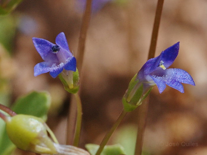 Sierra de Buixcarr�, V