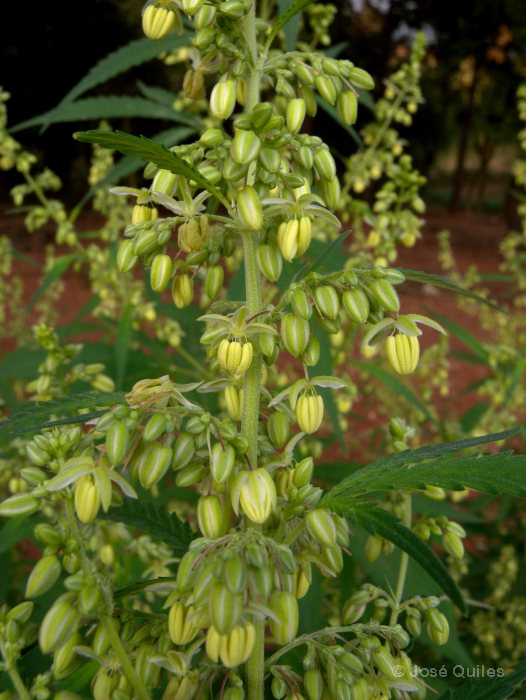 Cultivada