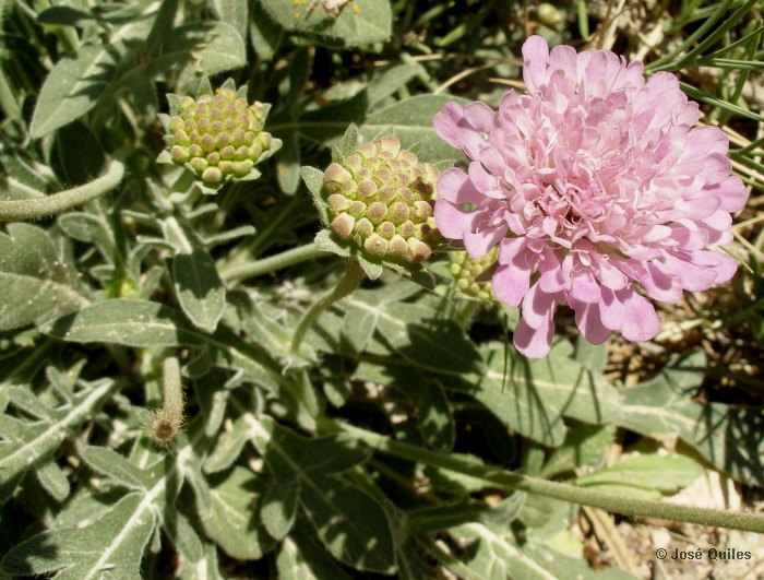 Macizo del Caroig, V