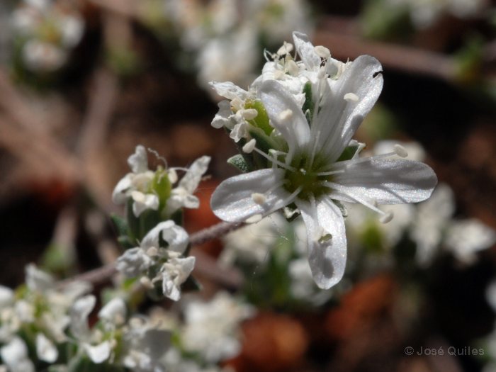 Sierra Mar�a, AL