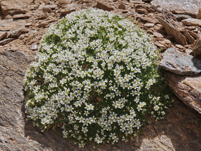 Sierra Nevada, AL